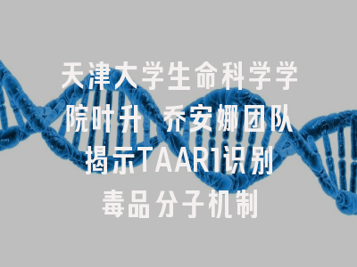 天津大学生命科学学院叶升 乔安娜团队揭示TAAR1识别毒品分子机制
