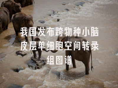 我国发布跨物种小脑皮层单细胞空间转录组图谱