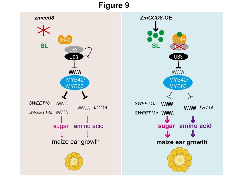 中国农业大学资环学院张福锁院士团队李学贤教授课题组在《植物生物技术》发文揭示独脚金内酯调控玉米籽粒糖和氨基酸积累的分子机制