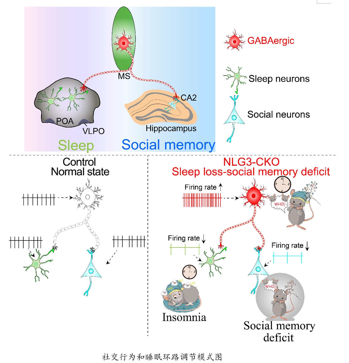 东南大学谢维教授团队在国际著名期刊J Clin Invest 发表论文