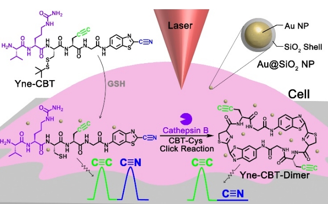 东南大学梁高林教授课题组在J. Am. Chem. Soc.发表最新研究成果