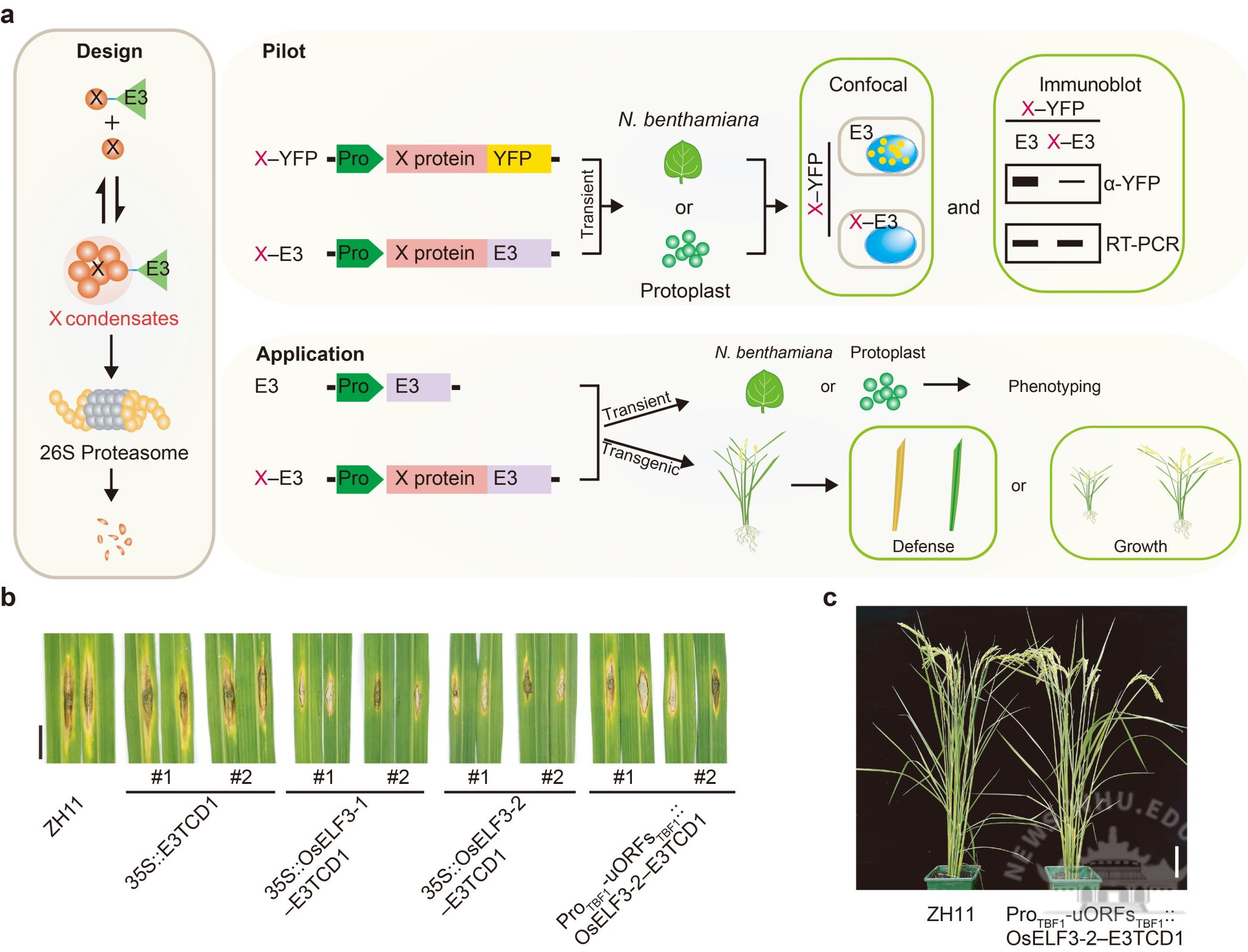 武汉大学胥国勇课题组利用相分离原理开发可遗传编码的靶向蛋白降解技术
