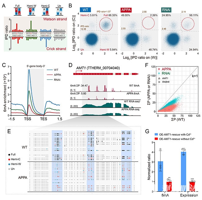 中国海洋大学学校在Nucleic Acids Research发表关于DNA N6-腺嘌呤甲基化酶AMT1自调控模式的新成果