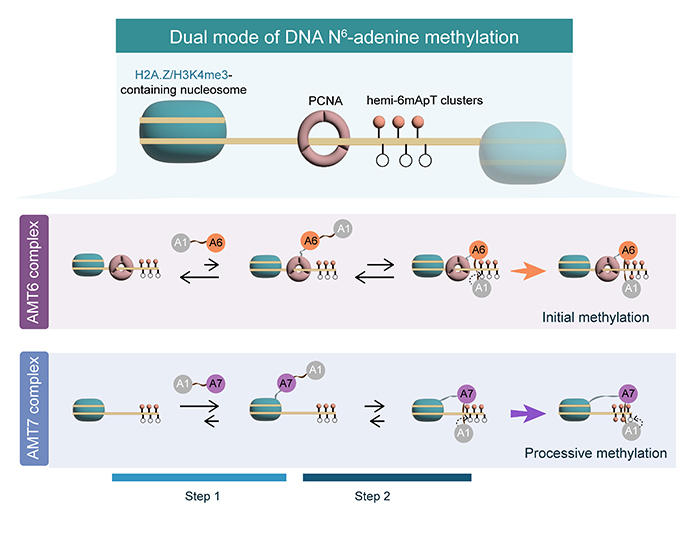 中国海洋大学学校原生动物学团队在DNA N6-腺嘌呤甲基化酶研究领域取得新进展