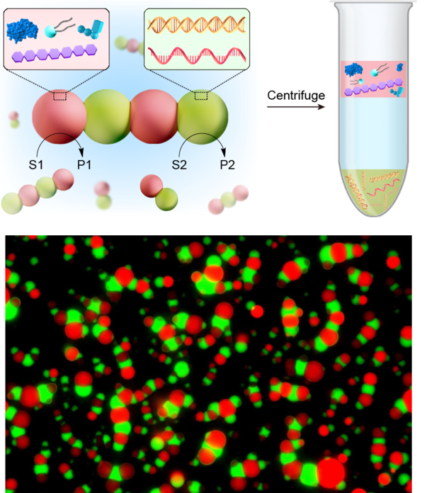 北京化工大学林艺扬教授课题组与合作者在Nature Chemistry发表仿生细胞的研究进展