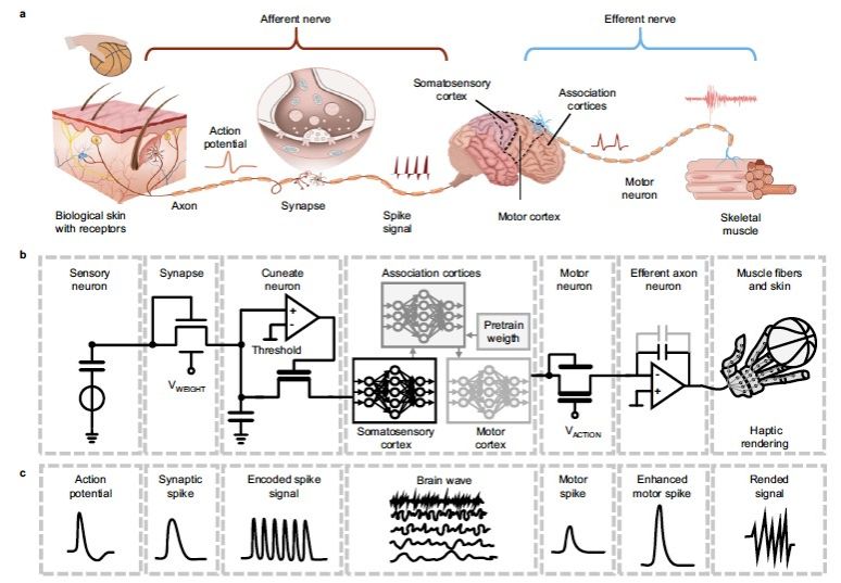 中山大学王凯教授课题组在神经形态机器触觉传感器的研究工作中取得重要进展