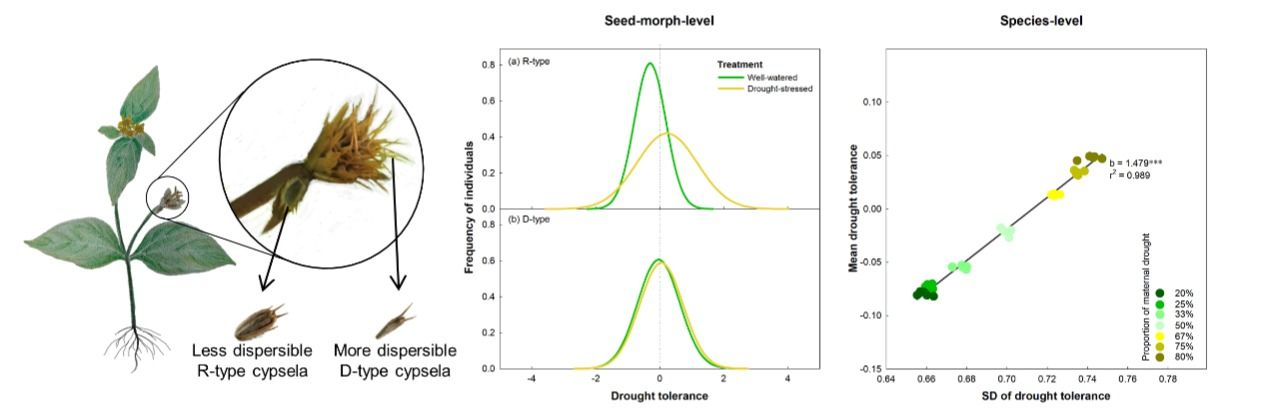 中山大学彭少麟教授团队首次实验证明植物种内的风险分摊策略存在时空交互作用模式