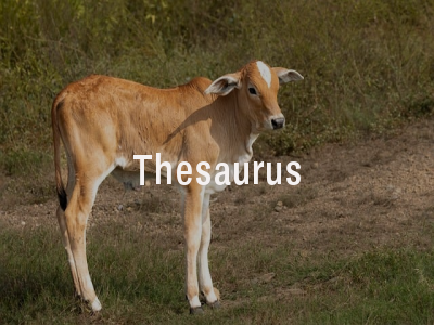 Thesaurus