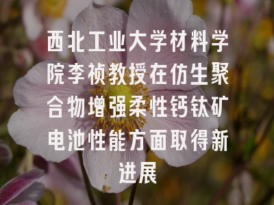 西北工业大学材料学院李祯教授在仿生聚合物增强柔性钙钛矿电池性能方面取得新进展