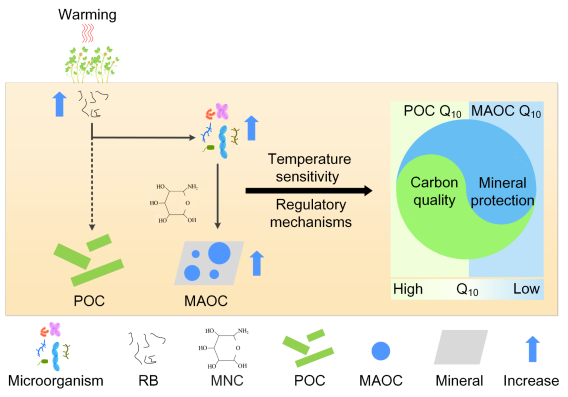北京师范大学北师大环境学院夏星辉教授团队在Nature Communications发文揭示增温对不同土壤有机碳组分含量和温度敏感性的影响