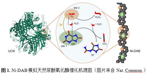 东南大学张袁健团队在纳米酶特异性催化机制研究方面取得重要进展
