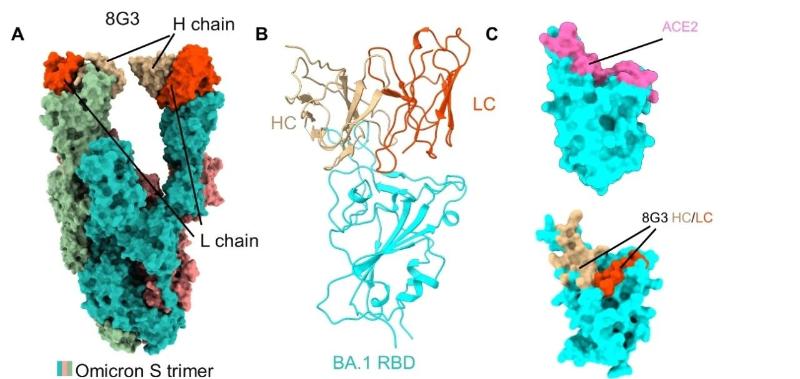 上海交大教育部抗体中心成功应用AI实现临床试验候选药物活性精准优化