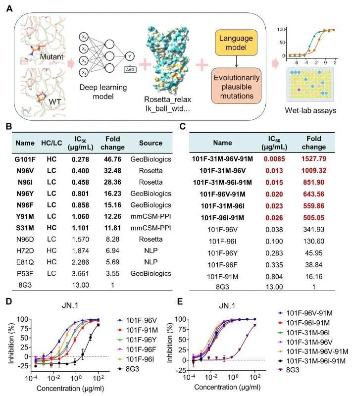 上海交大教育部抗体中心成功应用AI实现临床试验候选药物活性精准优化