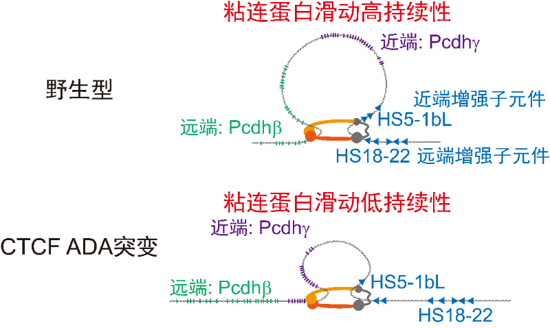上海交大吴强团队发现CTCF调控高维染色质架构的新机制