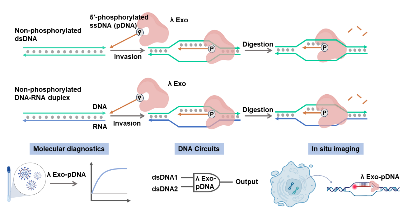 北京化工大学苏昕教授课题组在《Nature Biotechnology》刊发最新研究成果