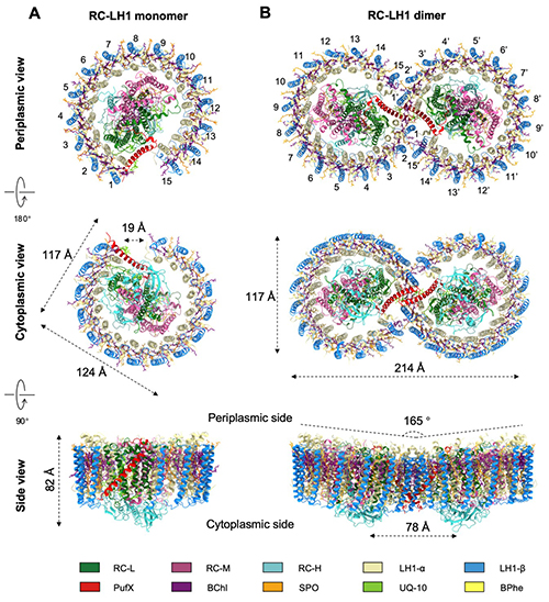 中国海洋大学学校在紫色光合细菌RC-LH1超分子复合物结构与功能研究中取得新进展