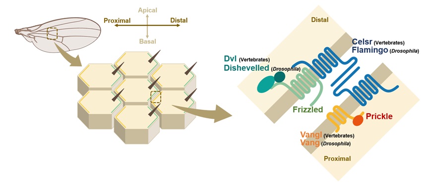 北京大学生命科学学院张哲课题组与郑鹏里课题组揭示平面细胞极性建立过程中核心复合物VANGL-PRICKLE相互作用的结构基础和潜在功能
