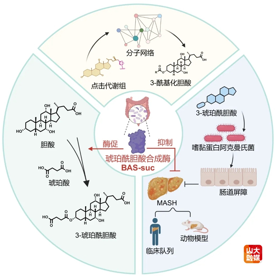 山东大学2024中国生命科学十大进展发布：两项与山大微生物有关