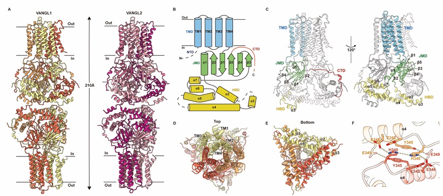 北京大学生命科学学院张哲课题组与郑鹏里课题组揭示平面细胞极性建立过程中核心复合物VANGL-PRICKLE相互作用的结构基础和潜在功能