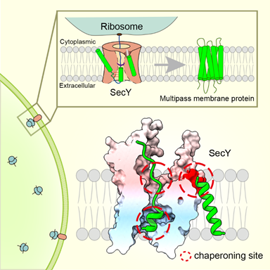 北京大学李龙、宋晨、高宁课题组合作揭示膜蛋白进入脂膜折叠的分子过程