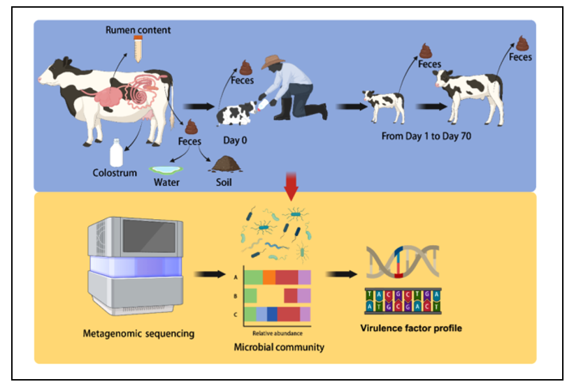 中国农业大学动科学院曹志军教授团队揭示奶业生产系统中微生物组和毒力因子基因的特征及潜在传播途径