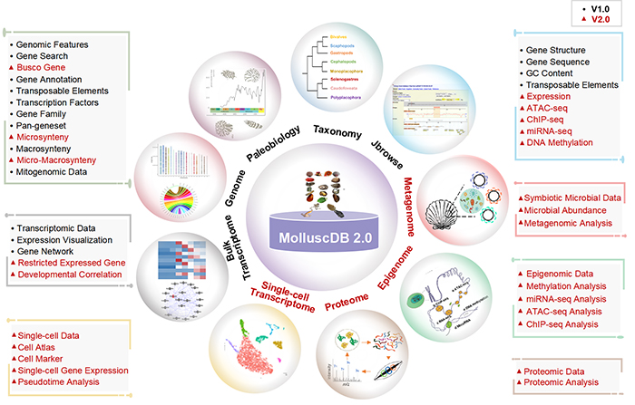 中国海洋大学发布软体动物功能和进化基因组学综合数据库MolluscDB 2.0