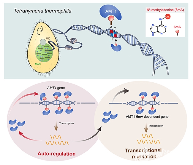 中国海洋大学学校在Nucleic Acids Research发表关于DNA N6-腺嘌呤甲基化酶AMT1自调控模式的新成果
