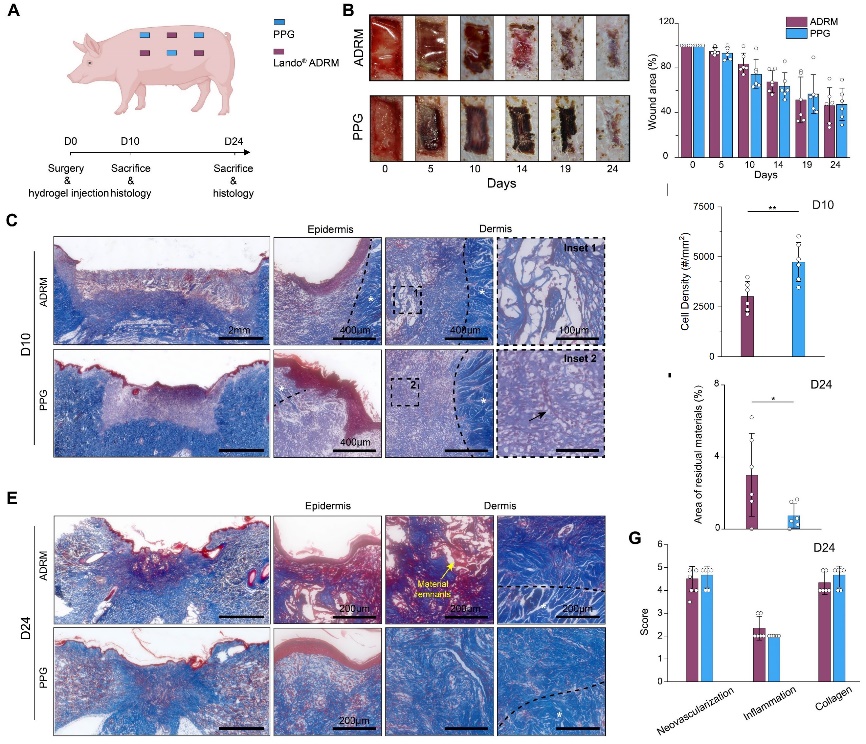 北京航空航天大学《Biomaterials》刊发北航樊瑜波教授团队最新成果：水凝胶微孔结构精准调控实现无疤痕皮肤再生