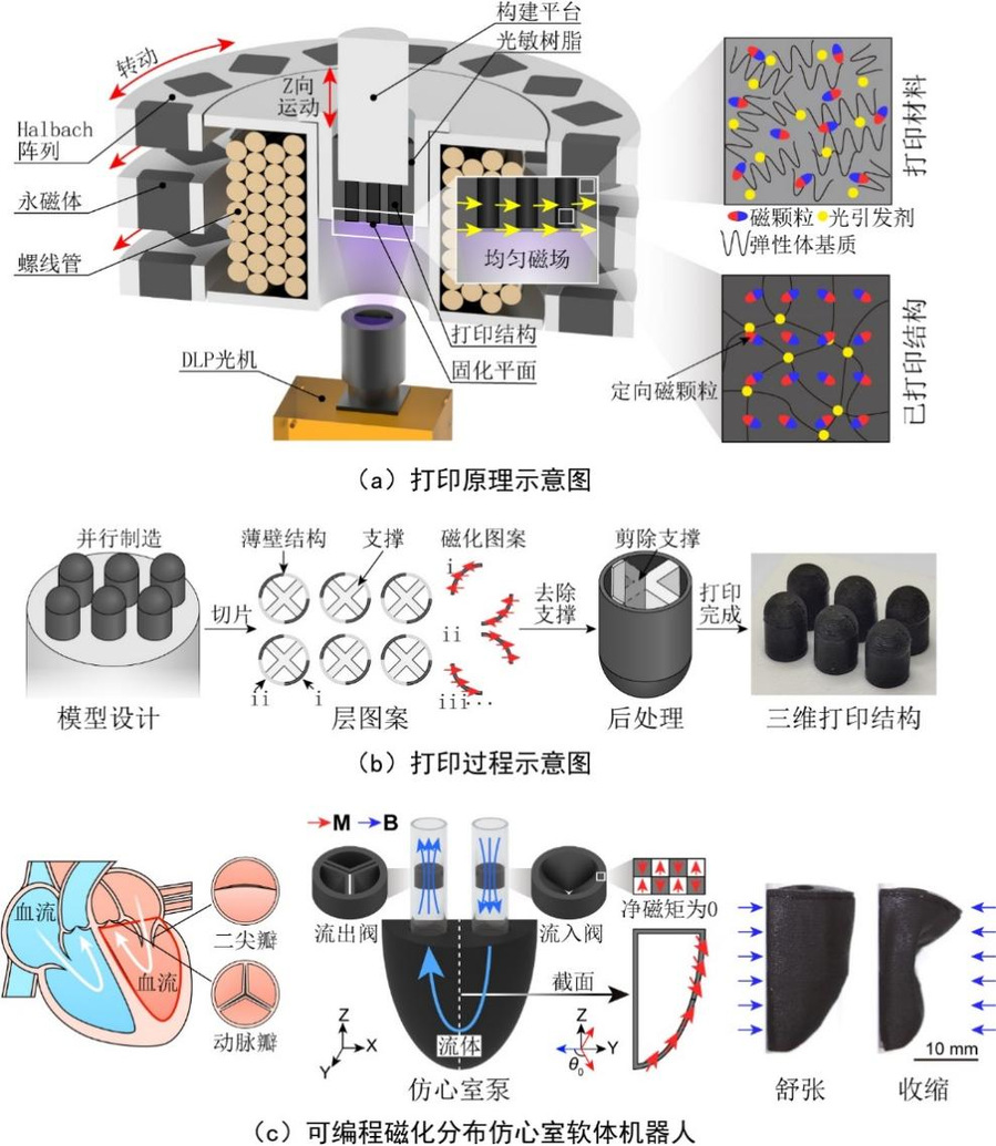 哈工大机电工程学院谢晖教授团队研发磁控3D打印新技术实现磁性薄壁软体机器人精准制造
