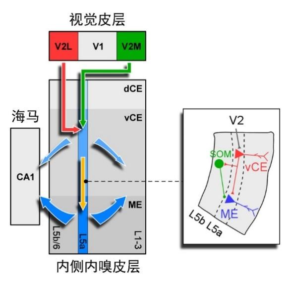 哈工大生命科学中心王广福课题组揭示视觉系统向大脑空间定位系统传递的非经典环路