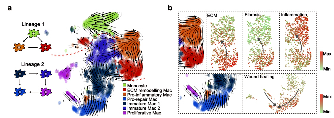 东南大学刘必成和吕林莉教授团队在揭示AKI向CKD转变上取得重要进展
