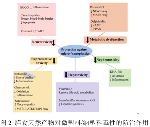 中山大学李华斌教授团队发现微塑料/纳塑料对人类健康的潜在危害及膳食天然产物的保护作用