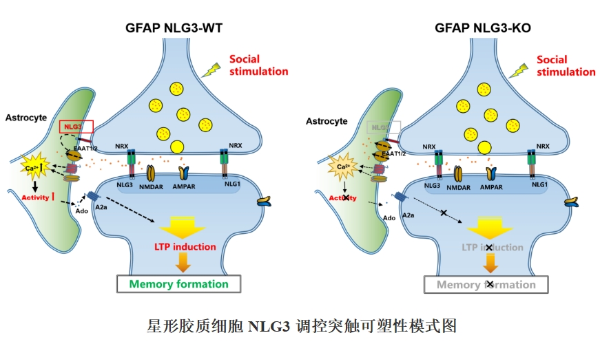 东南大学谢维/刘安团队与加拿大多伦多大学合作揭示社交记忆形成新机制
