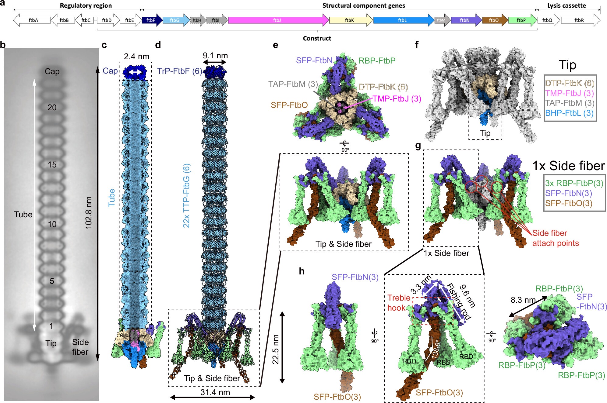 清华大学生命学院王佳伟课题组解析F型噬菌体尾样细菌素的结构