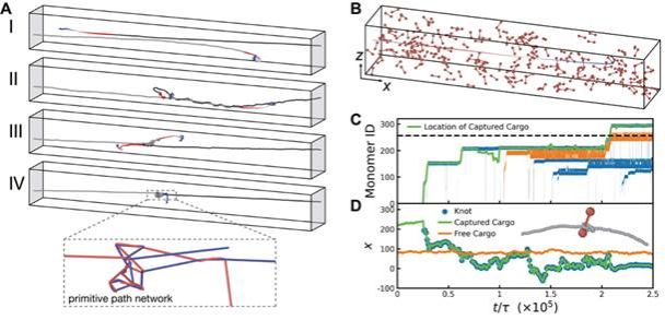 南京大学物理学院马余强院士团队首次发现活性分子链的自发打结现象