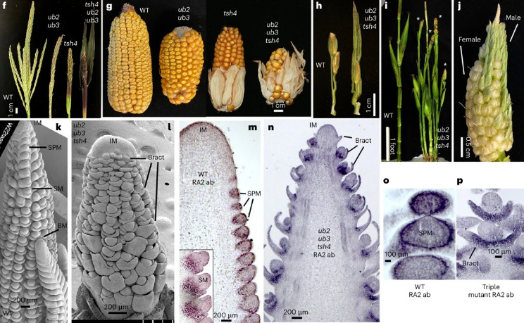中国农业大学农学院董朝斌教授团队合作解析玉米驯化新基因tsh4调控株型穗型发育机制