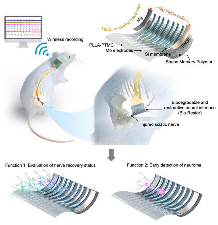北京航空航天大学《Nature Communications》在线刊发樊瑜波教授团队新成果：用于神经监测和修复的可降解外周神经接口
