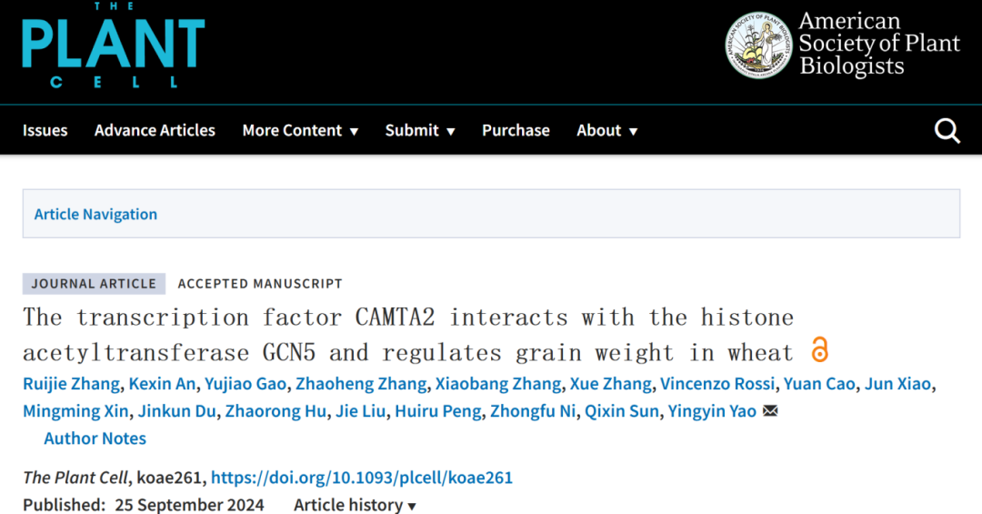 中国农业大学农学院小麦研究中心解析转录因子CAMTA2与组蛋白乙酰转移酶GCN5互作共同调控小麦粒重的分子机制