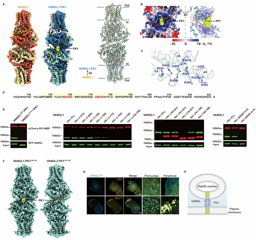 北京大学生命科学学院张哲课题组与郑鹏里课题组揭示平面细胞极性建立过程中核心复合物VANGL-PRICKLE相互作用的结构基础和潜在功能