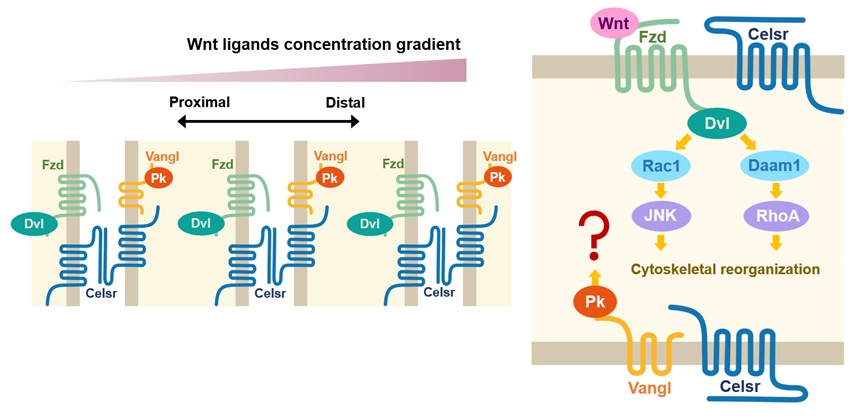 北京大学生命科学学院张哲课题组与郑鹏里课题组揭示平面细胞极性建立过程中核心复合物VANGL-PRICKLE相互作用的结构基础和潜在功能