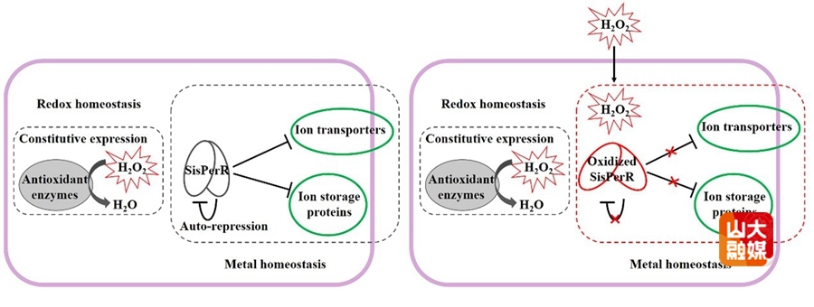 山东大学申玉龙教授在极端微生物适应氧化应激及细胞分裂等研究方面取得重要进展