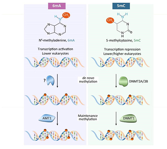 中国海洋大学科研团队在DNA N6-腺嘌呤甲基化遗传机制研究领域取得新进展