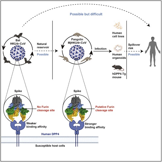 北京化工大学童贻刚课题组在《Cell》发文揭示一种蝙蝠MERS样冠状病毒侵染宿主细胞分子机制