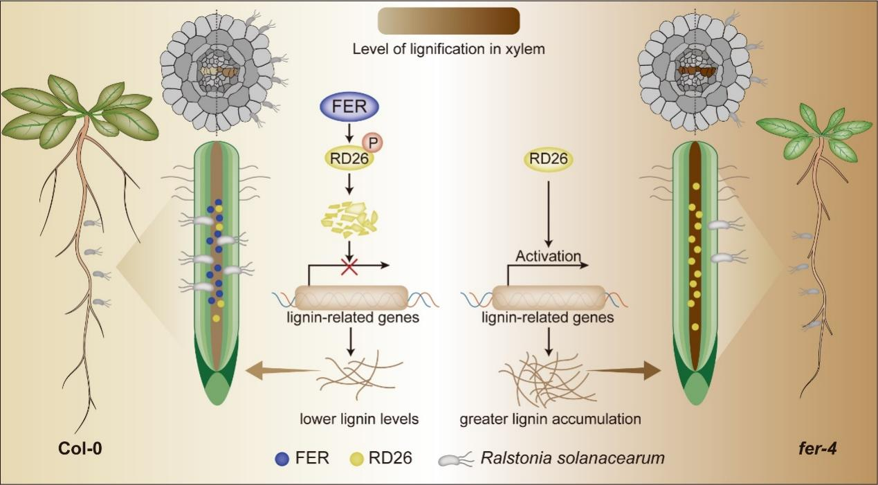湖南大学生物学院于峰团队在植物根部免疫调控中取得新进展