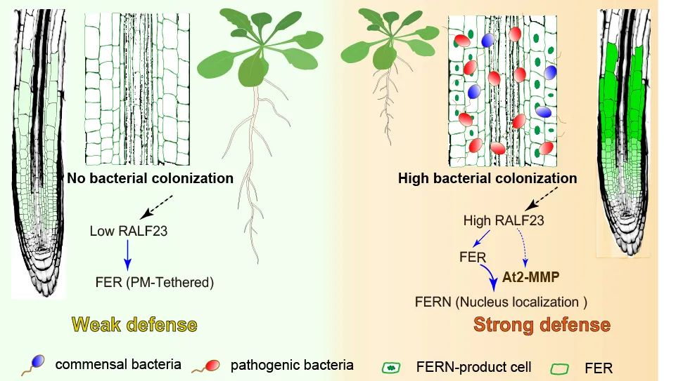 湖南大学生物学院于峰团队在植物根部免疫调控中取得新进展