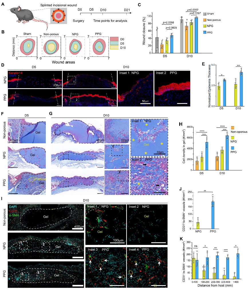 北京航空航天大学《Biomaterials》刊发北航樊瑜波教授团队最新成果：水凝胶微孔结构精准调控实现无疤痕皮肤再生