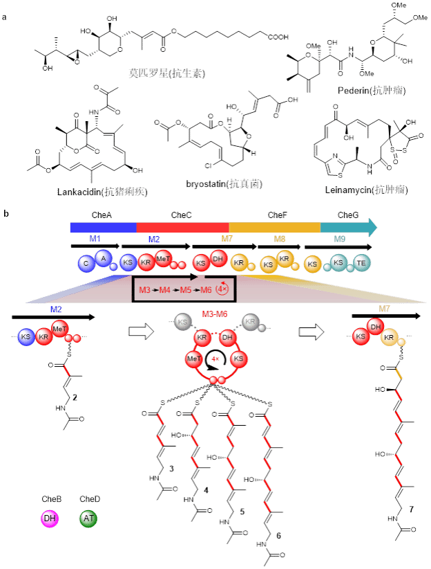南京大学生命科学学院戈惠明团队揭示特殊迭代式trans-AT聚酮合酶的作用机制