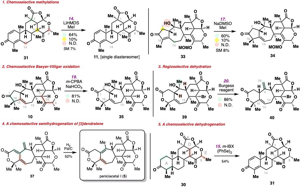 清华大学生物医学交叉研究院李超课题组首次实现高氧化态DMOA杂萜berkeleyacetal D和peniciacetal I的不对称全合成