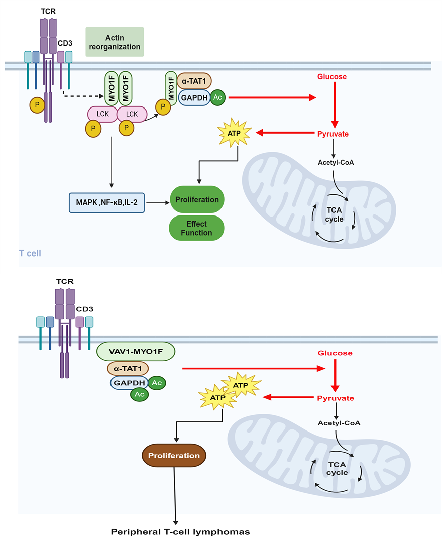 电子科技大学医学院王晨辉教授团队在Cellular & molecular immunology发表最新研究论文