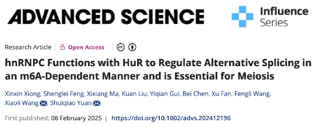 华中科技大学生殖健康研究所袁水桥王晓莉课题组揭示hnRNPC-HuR介导的m6A修饰网络调控生殖细胞减数分裂新机制